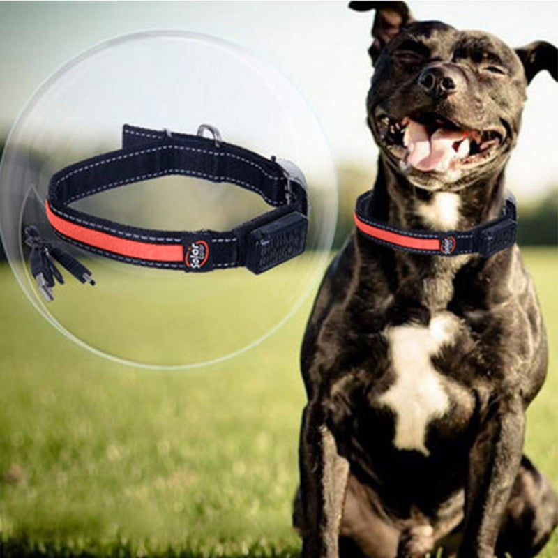 LED Lights Dog Collars Night Safety